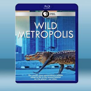野性都市 Wild Metropolis (2018) 藍光25G